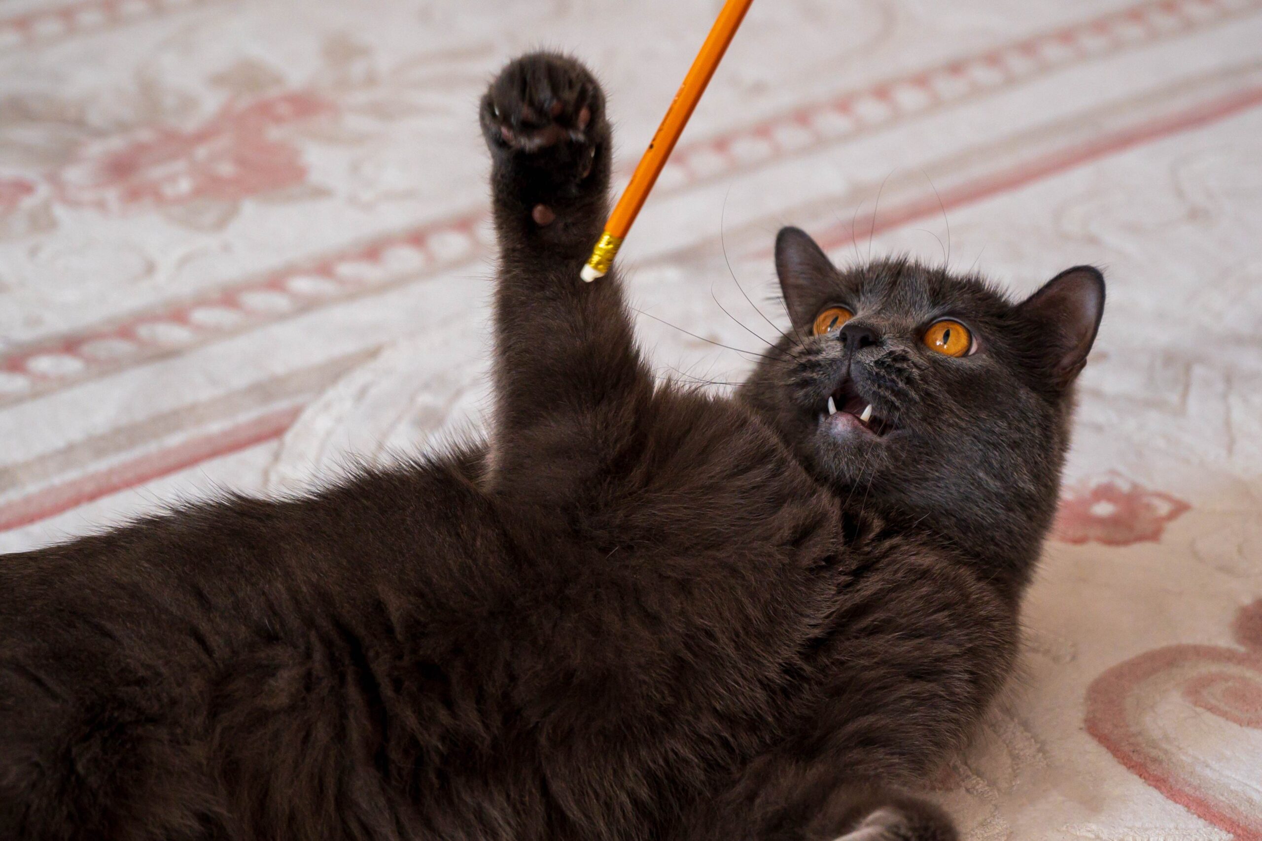 british shorthair cat playing with orange pencil